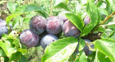 Popis odrůdy švestky manchurian beauty, opylovač odrůd a pěstování